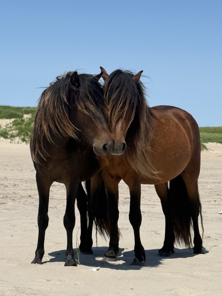 Two dark bay Sable Island stallions standing close together on a sandy beach beneath a clear blue sky.