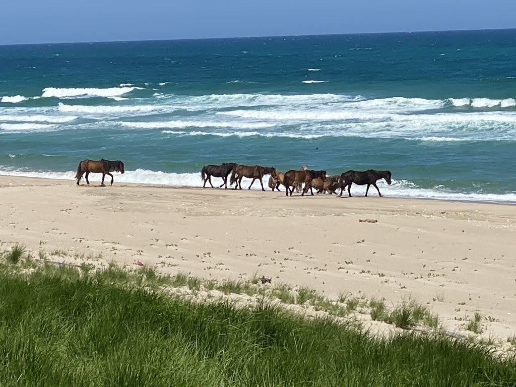 Sable Island horses walking along a sandy beach beside breaking Atlantic waves